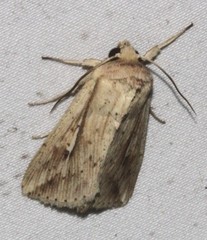 Mythimna decisissima