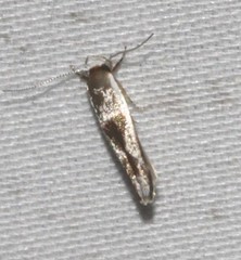 Stathmopoda megathyma