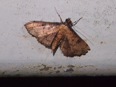 Nacoleia charesalis