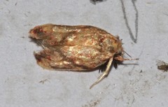 Lophopepla igniferella
