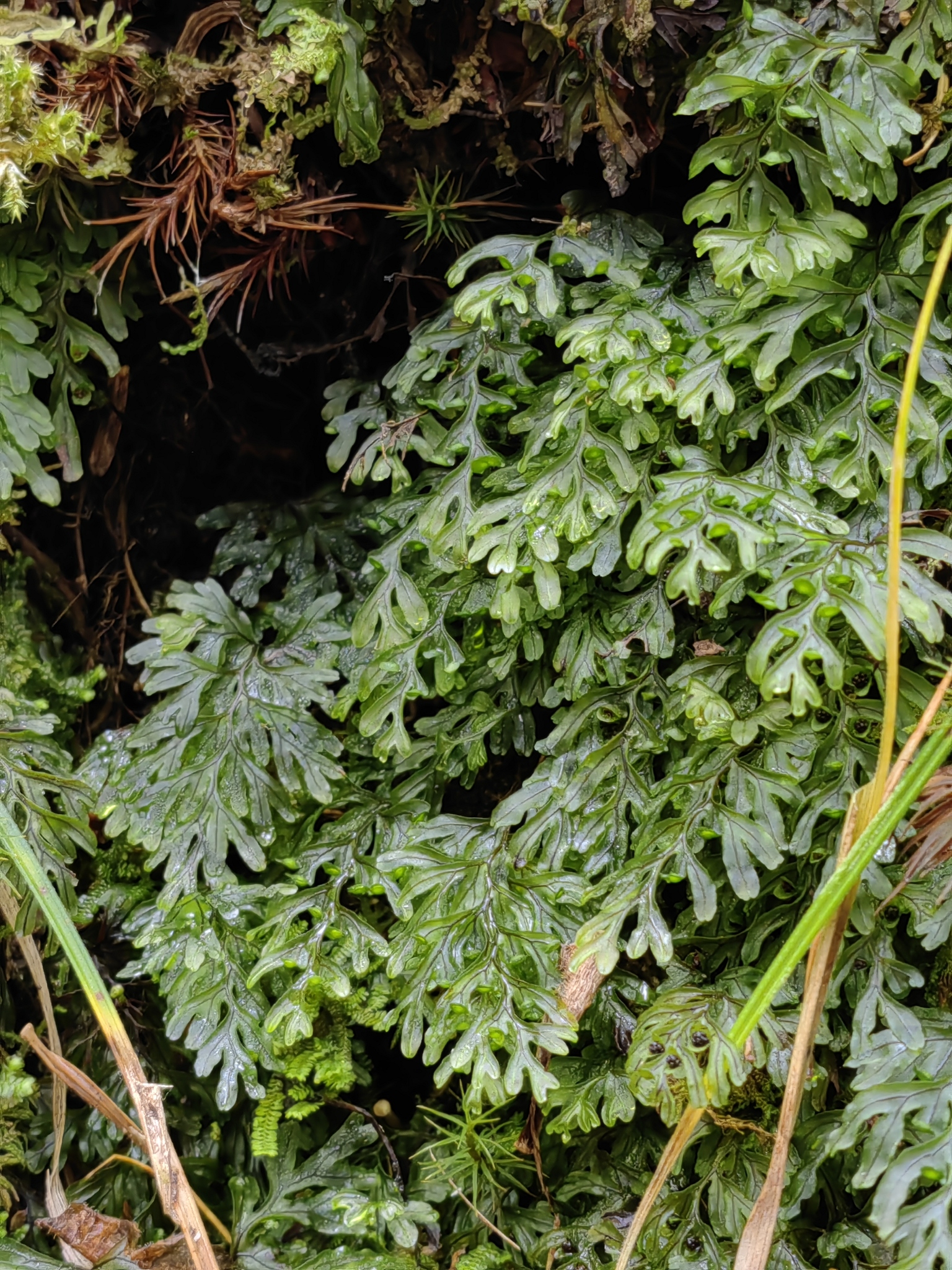 Hymenophyllum wrightii