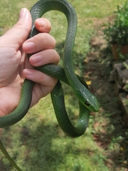 Philothamnus natalensis