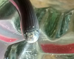 Typhlopidae