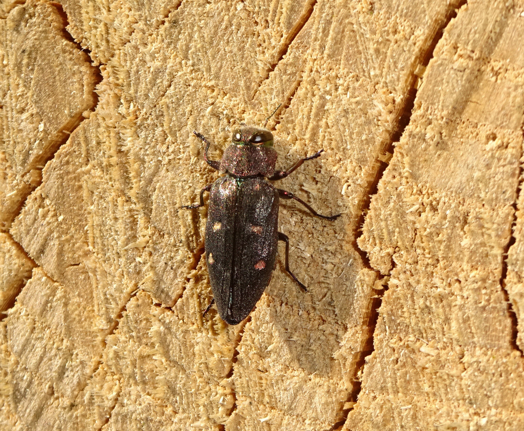 Chrysobothris affinis from Gamás, 8685 Magyarország on June 13, 2023 at