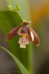 Prosthechea livida
