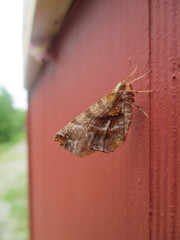 Selenia alciphearia