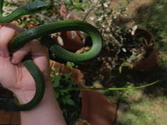 Philothamnus natalensis