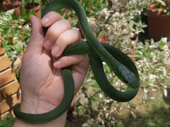 Philothamnus natalensis