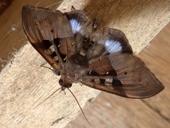 Ischyja marapok