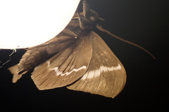 Ischyja marapok