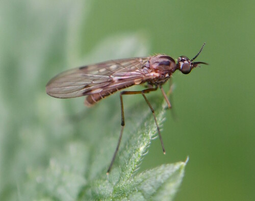 Sylvicola punctatus