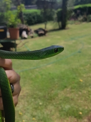 Philothamnus natalensis