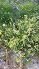 Mirabilis laevis retrorsa