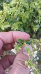 Mirabilis laevis retrorsa