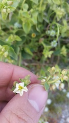 Mirabilis laevis retrorsa