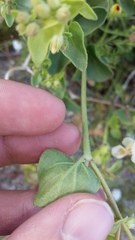 Mirabilis laevis retrorsa