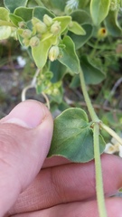 Mirabilis laevis retrorsa