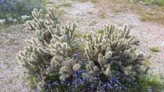 Cylindropuntia ganderi