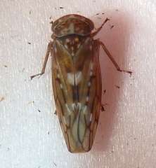 Idiocerus couleanus