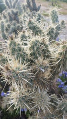 Cylindropuntia ganderi
