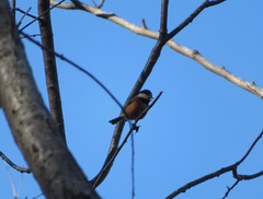 Sittiparus varius