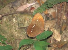 Faunis eumeus
