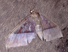 Ischyja