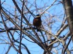 Sittiparus varius