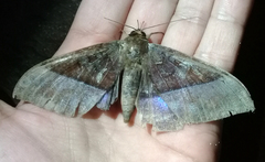 Ischyja