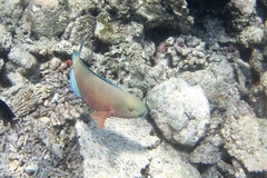 Chlorurus strongylocephalus