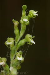 Sarcoglottis schaffneri