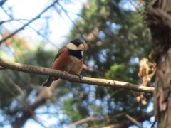 Sittiparus varius