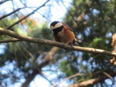 Sittiparus varius