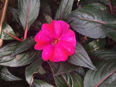 Impatiens hawkeri