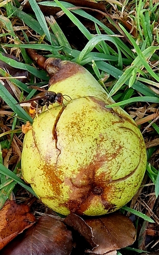 Vespa velutina