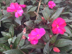 Impatiens hawkeri
