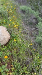 Eschscholzia californica