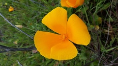 Eschscholzia californica