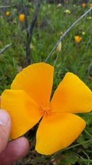 Eschscholzia californica