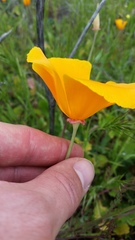 Eschscholzia californica