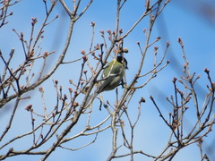 Parus minor