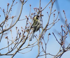 Parus minor