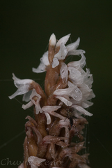 Aulosepalum ramentaceum