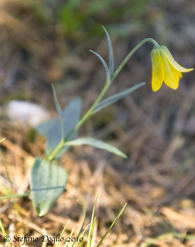 Fritillaria carica