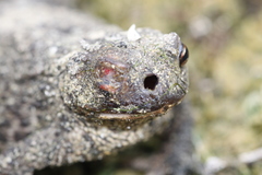 Lucilia bufonivora