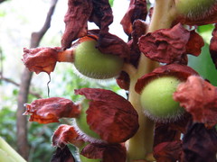 Alpinia uraiensis