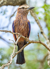 Purple Roller photo 3