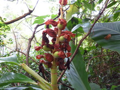 Alpinia uraiensis