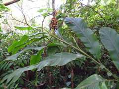 Alpinia uraiensis