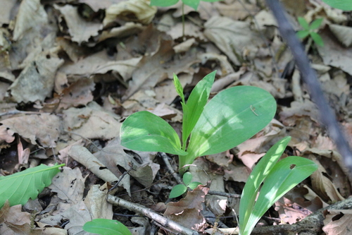 Platanthera fuscescens iNat (2)